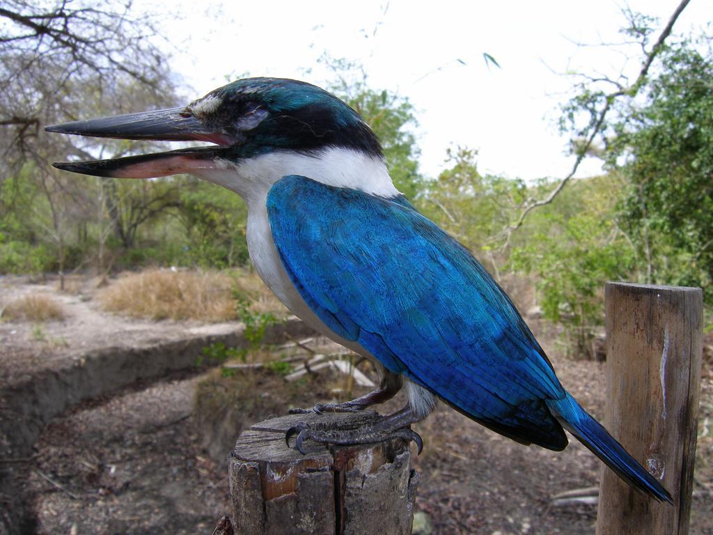 Angel Island Eco Resort सहारा